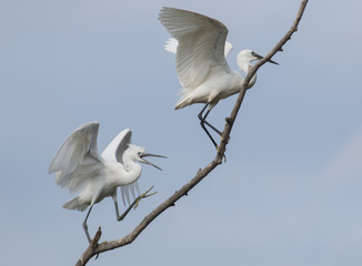 Little Egret