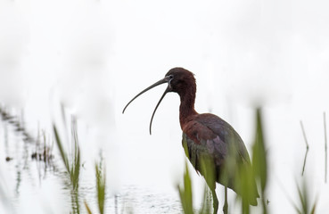 Glossy Ibis