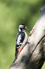 Syrian Woodpecker