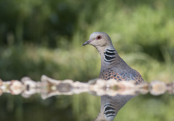 Turtle Dove