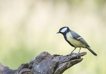 Fototapeta premium Great Tit