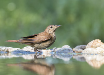 Obraz premium Common Nightingale