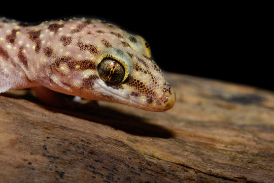 Mediterranean house gecko (Hemidactylus turcicus), profile black