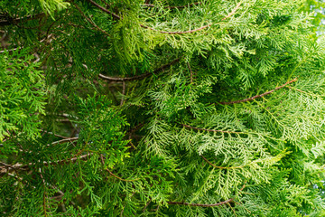 green pine leaf background
