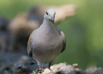 Turtle Dove