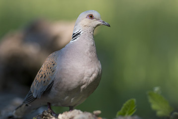 Turtle Dove
