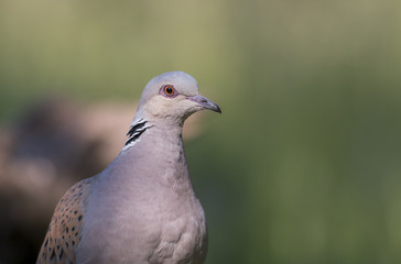 Turtle Dove