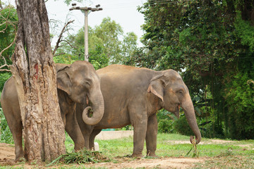 two Thai elephants in zoo eating grass