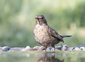 Blackbird