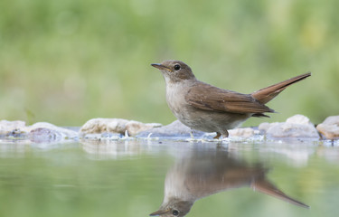 Common Nightingale