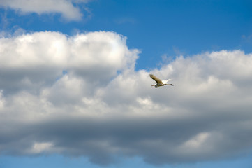 Egret soars against the clouds in the background