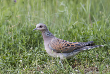 Turtle Dove