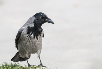 Carrion Crow