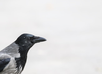 Carrion Crow