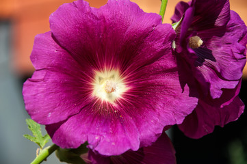 Malva flower light violet