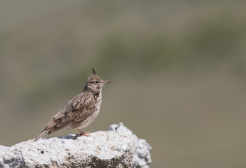 Crested Lark