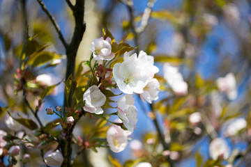 Fototapeta premium Cherry blossom background with spring day.