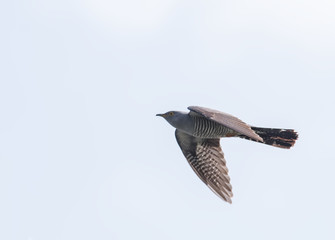 Common Cuckoo