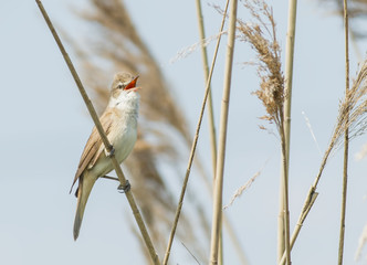 Great Reed Warbler