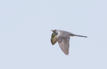 Common Cuckoo