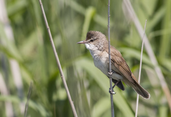 Great Reed Warbler