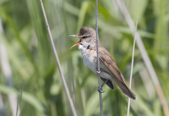 Great Reed Warbler