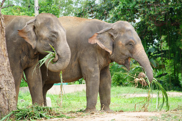 Fototapeta premium two Thai elephants in zoo eating grass