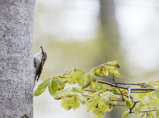 Eurasian Treecreeper