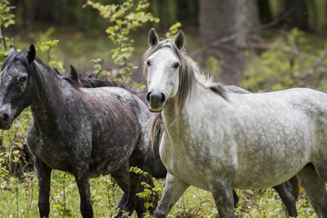 Horses on mountain pasture