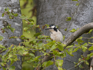 Great Spotted Woodpecker 
