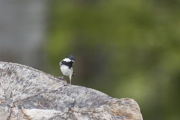 Coal Tit 