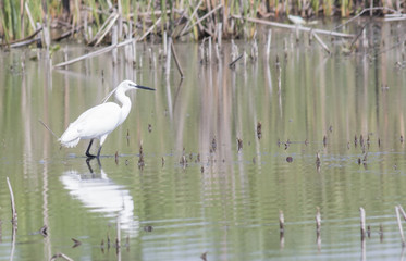 Obraz premium Little Egret 