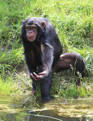 niedlicher Schimpanse