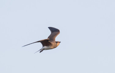 Collared Pratincole