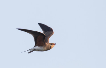 Collared Pratincole