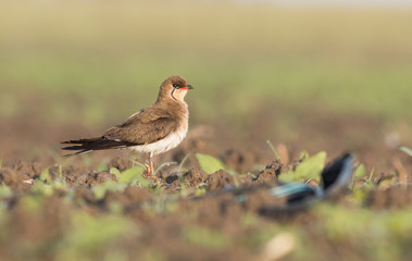 Collared Pratincole