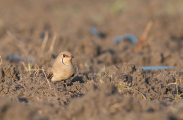 Collared Pratincole