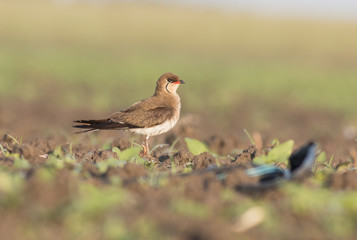 Collared Pratincole