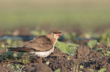 Collared Pratincole