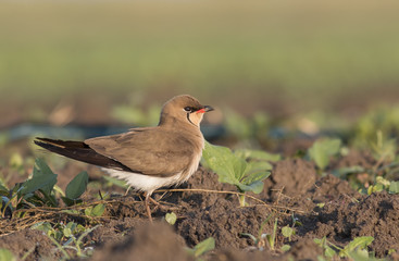 Collared Pratincole