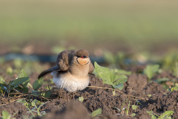 Collared Pratincole