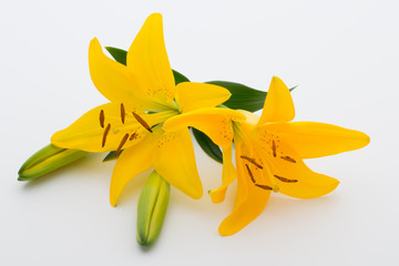 Lily flower with buds on a white background.