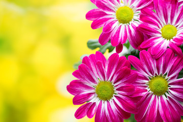 Pink chrysanthemum  on yellow backgrounds.