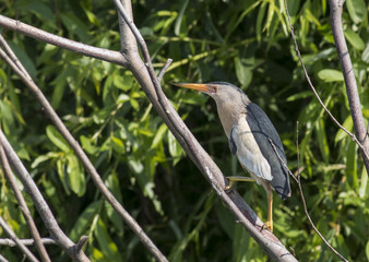 Little Bittern