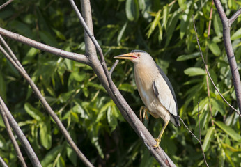 Little Bittern