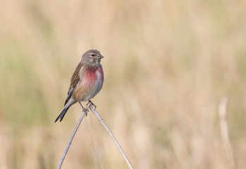 Common Linnet