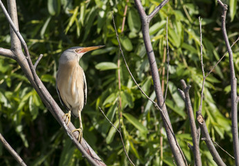 Little Bittern
