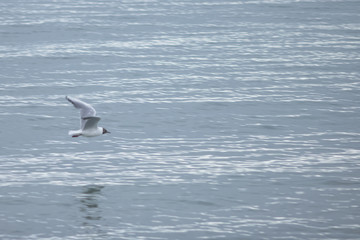 Mouette de passage