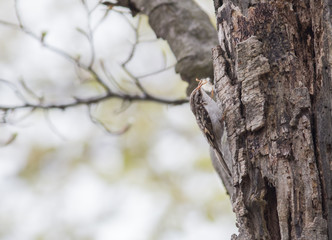 Obraz premium Eurasian Treecreeper