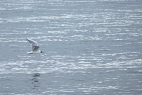 Mouette de passage